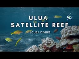 Exploring the Satellite Reefs of Ulua - South Maui Scuba Diving