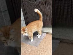 Cat Fetches Stick Like a Dog