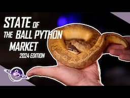 2024 State of the Ball Python Market | #ballpython #snake #reptiles