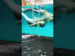 Mermaids and Merman in a Pool (SINGAPORE)