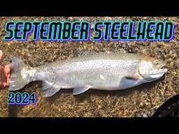 Mid September Steelhead 2024  - No Skunkin