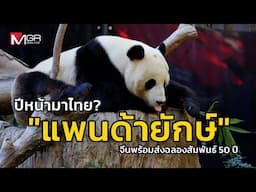 ปีหน้ามาไทย? "แพนด้ายักษ์" จีนพร้อมส่งฉลองสัมพันธ์ 50 ปี (Footage)