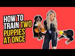 HOW TO TRAIN TWO PUPPIES AT ONCE