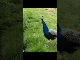 Actual magical moment! #narrowboat #peacock #canalboat #shropshire #boats #nature #birds