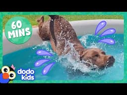 Splash Dogs Take Over The Pool...And We Love It! | Dodo Kids | 1 Hour Of Animal Videos