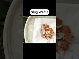 Slug War‼️