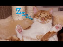 Cute Cats 😽 Being Lazy And 😴 Sleeping - Funny Sleepy Kittens