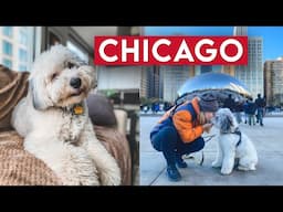 PET SITTING IN CHICAGO: The Bean, Polish & Lithuanian Culture