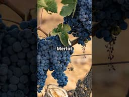 Merlot: La Uva Versátil que Conquista Paladares en Todo el Mundo 🍷✨