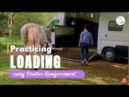 Loading Practice with My Horses using Positive Reinforcement