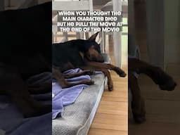 Gotcha #dog #funny #puppy #doberman #dobermanpinschers #dobermanpuppy #dogsfunny