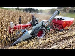 Picking Corn On A Small Family Dairy Farm! Harvest 2024!