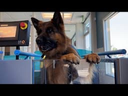 The Diary of German Shepherds 22 | Does my dog have hip dysplasia?