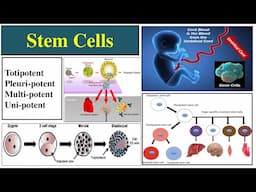 Stem Cells | Types of Stem Cells | Totipotent | Pluripotent | Importance of Stem Cells | Multipotent