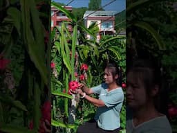 Dragon fruit in the mountains大山里的火龙果