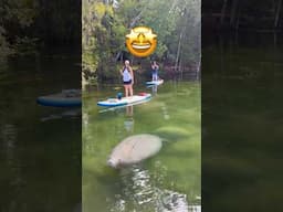 How To Find A Manatee In Florida!🔍🧜‍♀️🍠#shorts #manatee