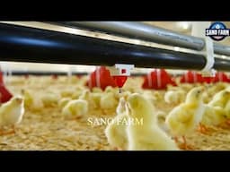 Modern Chicken Farming Technology - Chicken Incubation - Crispy Fried Chicken Processing Factory