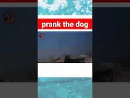 #shorts prank the dogs funny dogs#shorts dogs dog fails