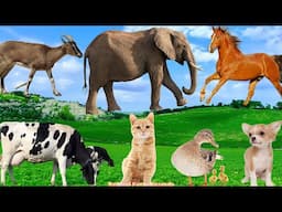 Relaxing Animal Sounds: Cat, Goat, Horse, Dog, Duck,Cow - Animal Videos