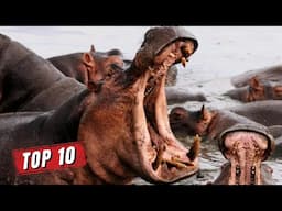 Top 10 MOST DANGEROUS ANIMALS in the World