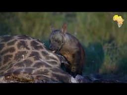 Brown Hyena Feasts on Giraffe Carcass Amidst Crows and Jackal