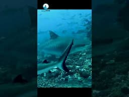 #beautiful #seaworld #fish #sea #viral #nature #youtubeshorts #ytshorts #short #deepsea #seacreature