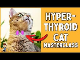 Hyperthyroid cats: EVERYTHING you need to know (symptoms, treatment, prognosis)