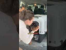 Cachorro Rottweiler viajando | parte 3