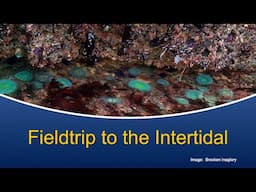 Marine Biology at Home: Intertidal Field Trip