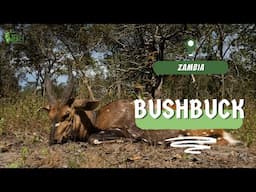 Bushbuck hunt | Hunting in Zambia