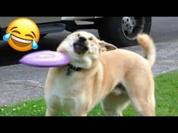 New Funny Animal Videos 2024😂 - Funniest Dog and Cat Videos 🐶😺