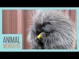 Meet and Greet: Wonder the Porcupine!