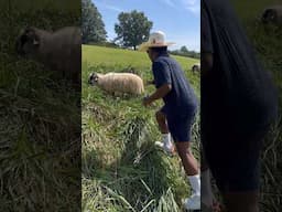 Went golfing and they had sheep #golf #western #western #fashion #comedy