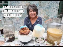 How To Convert A Green Tea Scoby To Coffee