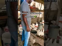 Raising Chicken  #jamaica #youtube #countrylife #farming #trending