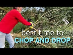 Best Time to Chop and Drop In Your Food Forest | Mulching the Walnut Trees