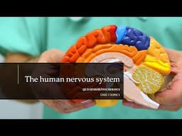 The Human Nervous System