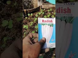 grow white radish at home just in 40 days #garderningtips #plants