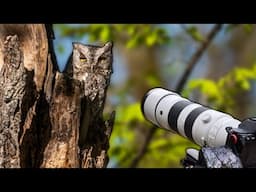 Spring Discoveries: A Wildlife Photography Adventure