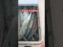 Tanigue/kingfish #shortvideo #fishing #stressfree #stressrelief