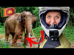 WILD ELEPHANT Encounter in Sri Lanka on my Motorcycle! (Ep.2)