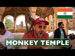 Monkey Temple - INCREDIBLE Galta Ji (Hindu) Jaipur Rajasthan