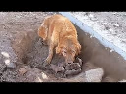 Chained dog mom gave birth in a muddy pit; they are covered in mud,but dog owner pays no attention！