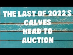 Come take calves to the auction with us!! The last of 2022’s are out just in time for calving