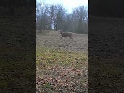 Big Michigan 10 point buck chasing a hot doe in the rut!