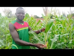 Le jeune paysan: révolutionner l'agriculture à tout prix