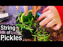 How to Propagate a String of Pickles Plant