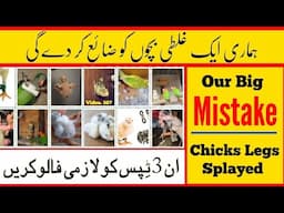 Our Big Mistake (Birds Chicks Legs Splayed) Reason with Treatment in Urdu / Hindi |Arham|  Video.507