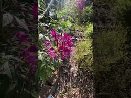 So many bees on the cleome (spider flower) this morning 🐝💛