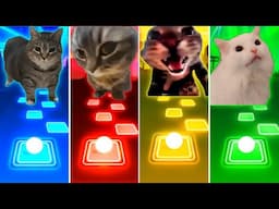 Oiiaoiia Cat vs Chipi Chipi Chapa Chapa Cat vs Doorbell Cat vs Coffin Dance Cat - Tiles Hop EDM Rush